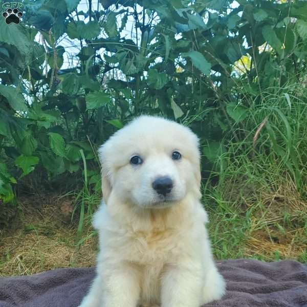 Daisy, Great Pyrenees Puppy